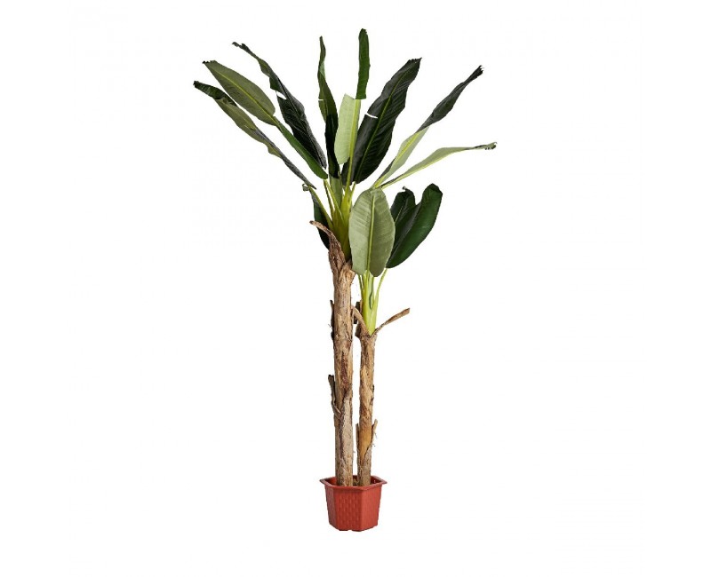 Planta Bananero Poliéster 32x32x220 Estilo Shabby Chic - 1