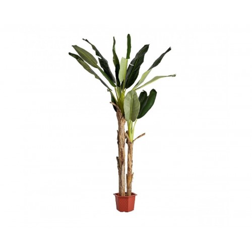 Planta Bananero Poliéster 32x32x220 Estilo Shabby Chic - 1