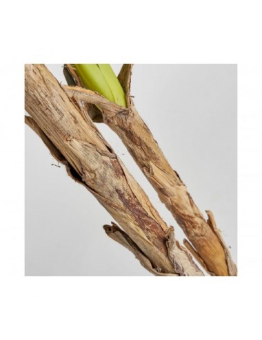 Planta Bananero Poliéster 32x32x220 Estilo Shabby Chic - 4