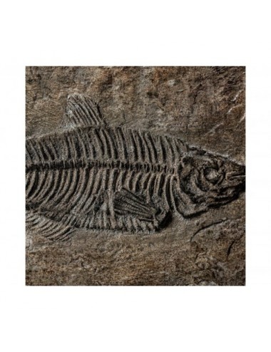 Caja Resina 25x17,5x9 Estilo Vintage - 5