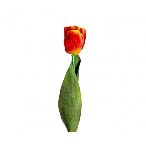 Flor Tulipan Plástico 0x0x64 Estilo Clásico - 1