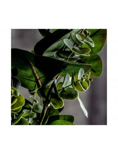 Planta Eucalipto Plástico 52x40x48 Estilo Clásico - 5
