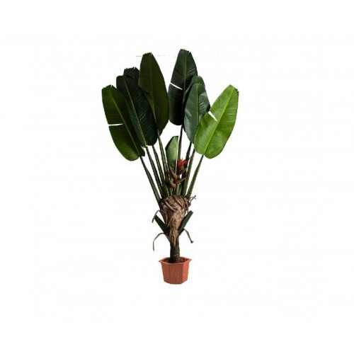 Planta Paradise Poliéster 60x35x190 Estilo Colonial - 1