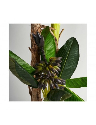 Planta Platanero Poliéster 50x60x245 Estilo Colonial - 3