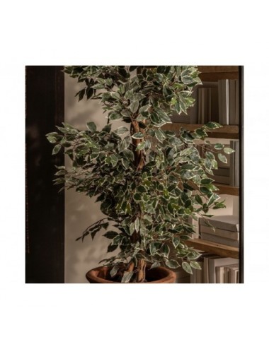 Planta Ficus Poliéster 60x60x180 Estilo Colonial - 5