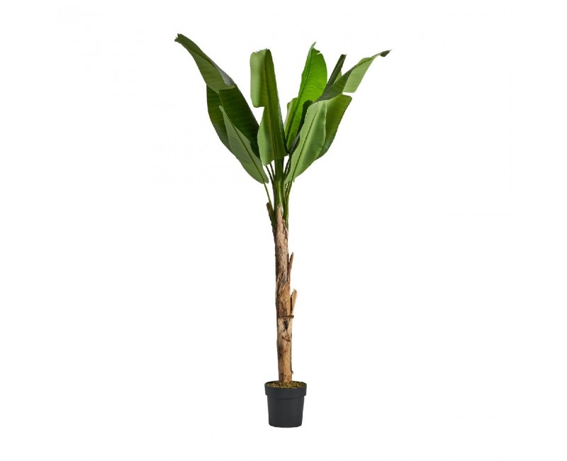 Planta Bananera Poliéster 60x60x165 Estilo Colonial - 1