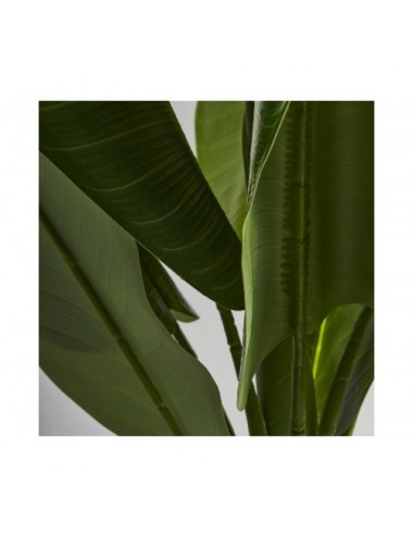 Planta Bananera Poliéster 60x60x165 Estilo Colonial - 3