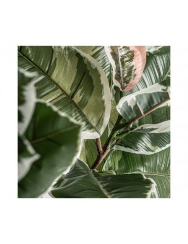 Planta Roble Blanco Plástico 75x75x178 Estilo Clásico - 3